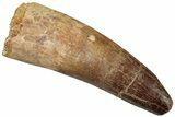 Real Spinosaurus Tooth - Huge Dinosaur Tooth #314748-1